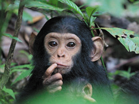İnsan ve Şempanzenin Evrimsel Ayrımı Yanılgısı