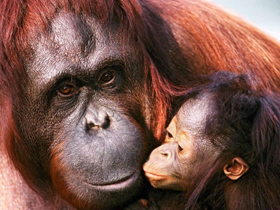 Orhan Bursalı"nın Şempanze Genomu Yanılgıları