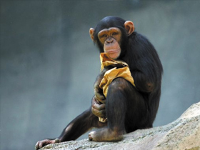 ""Şempanzeler Evrimsel Komşumuz"" Yanılgısı