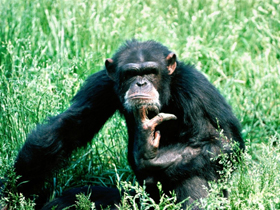 TRT 1"in Maymun Zekasıyla İlgili Evrim Yanılgısı