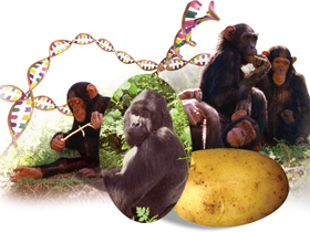 Radikal Gazetesinin Şempanze Kromozomu Yanılgısı