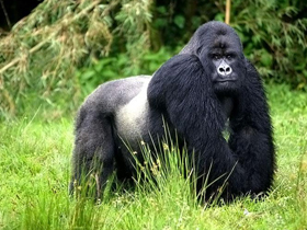 National Geographic"in Goril Zekası Hakkındaki Yanılgıları