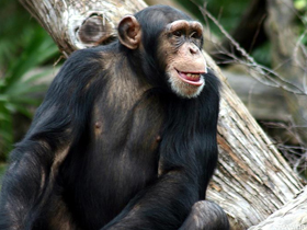 Hürriyet Bilim"in Şempanze Kültürü Hakkındaki Yanılgıları