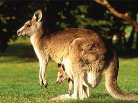 National Geographic Channel ""Kangurular""