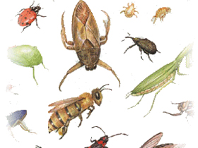 İnsanın Hayali Evrimindeki Böcek Faktörü Masalı