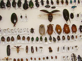 Böceklerin Evriminde Son İddia: Masal İçinde Masal