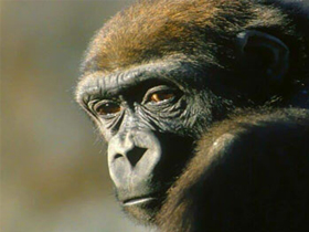 Animal Planet ""Şempanzelerin Davranışları""