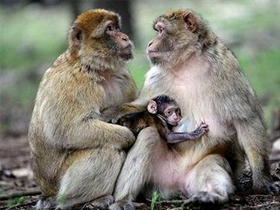 Animal Planet ""Bir Hayvanın Dünyası: Şempanzeler""