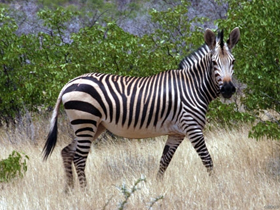 Animal Planet ""Zebra: The Trailblazers""