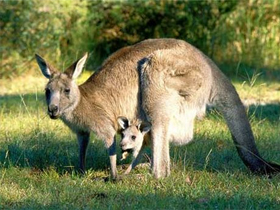 National Geographic Channel ""Vahşi Doğaya Dönüş: Evlatlık Kanguru""