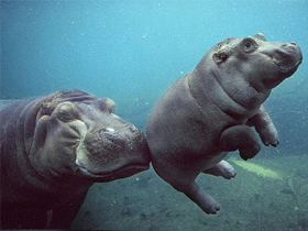 Animal Planet ""İşte Onun Hikayesi: Hipopotam""