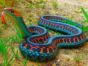 Discovery Channel "The Ultimate Guide: Snakes- Keşif Güncesi: Yılanlar"