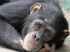 Discovery Channel ""Kesif Güncesi: Great Apes-İri Maymunlar""