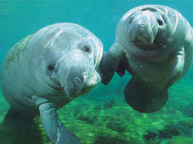 National Geographic Channel ""Go Wild: Expedition Manatee""