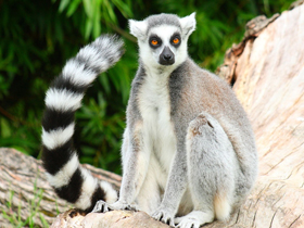 National Geographic Channel ""Be The Creature: Lemur""