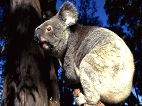 National Geographic Channel ""Koala Quandry""