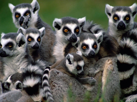 National Geographic Channel ""Go Wild: Expedition Lemur""