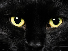 National Geographic Channel ""Öldürmeye Programlananlar: Kedi Gözü""