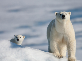 National Geographic Channel ""Buz Dünyasının Efsaneleri""