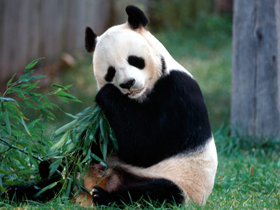National Geographic Channel ""Vahşi Şeyler-Pandalar""