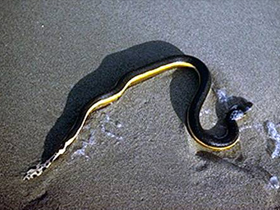 National Geographic Channel ""Yılan Avcıları: Deniz Yılanları""