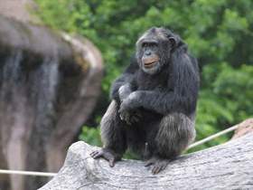 National Geographic Channel ""Scientific American Frontiers - Chimps R Us: Şempanzeler Bizlerden""