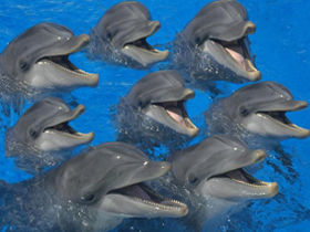 National Geographic Channnel ""Derinliğin Devleri: Yetenekli Yunuslar (Spinner Dolphins)""