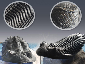 Kusursuz Bir Kambriyen Canlısı: Trilobit