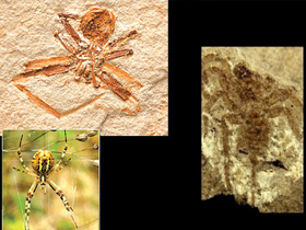 Yeni Bir Evrimci Münasebetsizliği: 385 Yıllık Örümcek Fosili Üzerine Spekülasyonlar