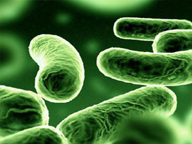 Bakterilerin Antibiyotik Direncinin Evrime Delil Olduğu İddiasının Geçersizliği