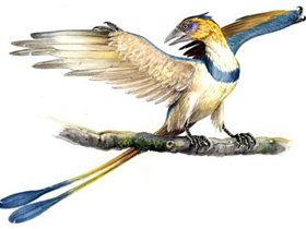 Archaeopteryx Mükemmel Bir Uçucu Kuştur