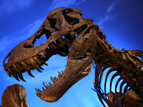 Darwinistler Şokta! ""Yanılmışız, T. Rex de Ara Fosil Değilmiş!""