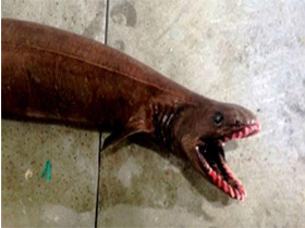 Yaşayan fosil qırçınlı köpəkbalığı