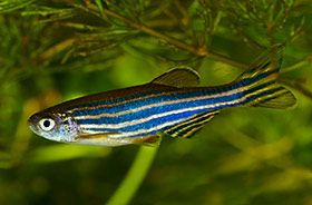 Zebrafish Can Regenerate Their Spinal Cords, What 