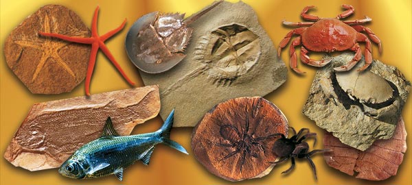 Fosiller evrimi yalanlıyor || 350 milyon fosil
