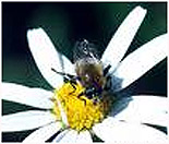 Arılar Nektarın Tükendiğini Nasıl Anlar?