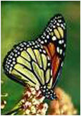 Biyolojik Pusula Uzmanları: Monark Kelebekleri