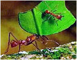 Böcek Davranışları Evrim Teorisini Geçersiz Kılar