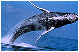 Canlılar Evrimi Yalanlıyor: Balinalar Uçak Teknolo