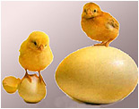 Canlılar Evrimi Yalanlıyor: Doğadaki En Dayanıklı Ambalaj Yumurta