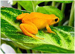 Canlılar Evrimi Yalanlıyor: Fosforlu Renkleri ile Düşmanlarını Aldatan Kurbağalar