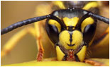 Canlılar Evrimi Yalanlıyor: Gereksiz Enerji Harcamayan Arılar