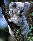 Canlılar Evrimi Yalanlıyor: Koalalar Zehirli Yaprakları Nasıl Sindirir?