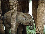 Fillerin Doğumundaki Mükemmel Zamanlama