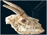 Kafatası Fosillerinin Darwinizm'e İndirdiği Darbe 16