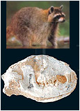 Kafatası Fosillerinin Darwinizm'e İndirdiği Darbe 23