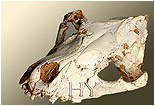 Kafatası Fosillerinin Darwinizm'e İndirdiği Darbe 26