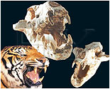 Kafatası Fosillerinin Darwinizm'e İndirdiği Darbe 