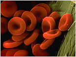 Kan Grubunun Belirleyicisi: Alyuvarlar