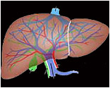 Karaciğerdeki Kontrollü Sistem